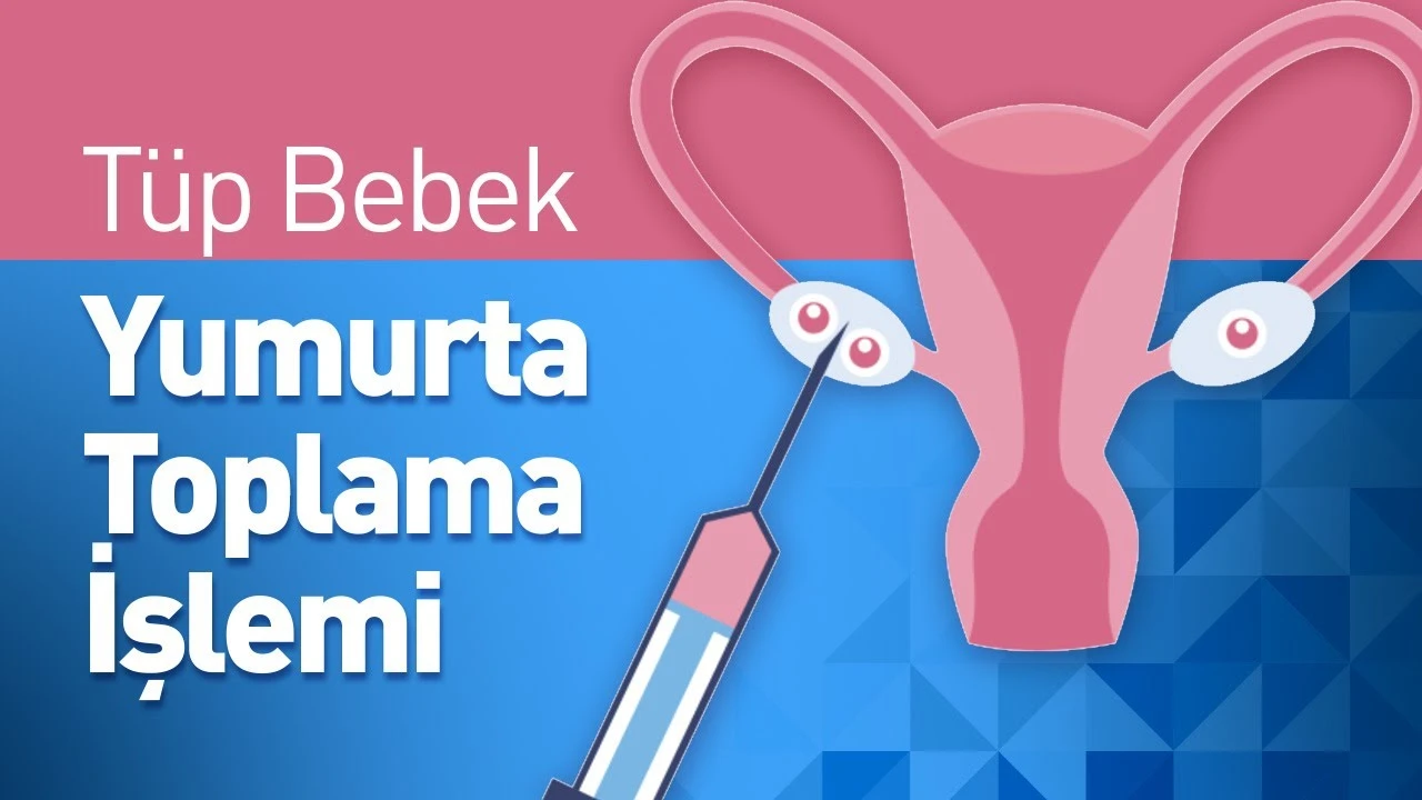 Yumurta Toplama İşlemi Nedir