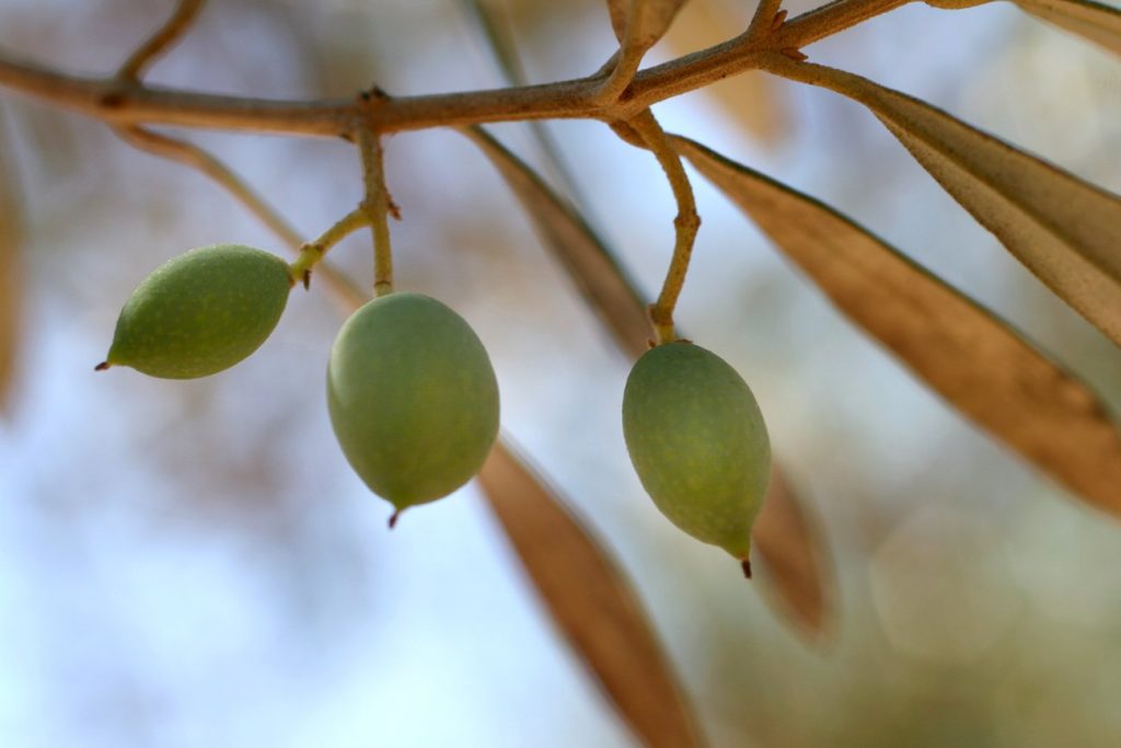 Zeytinyağının Faydaları 2 Yeşil Zeytin